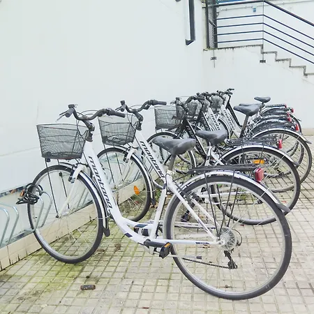 Cats 圣塞瓦斯蒂安